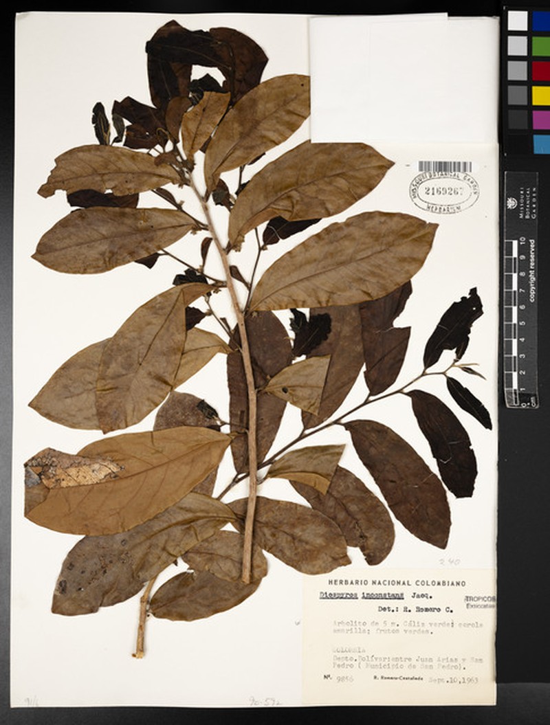 Diospyros inconstans subsp. inconstans photo 4