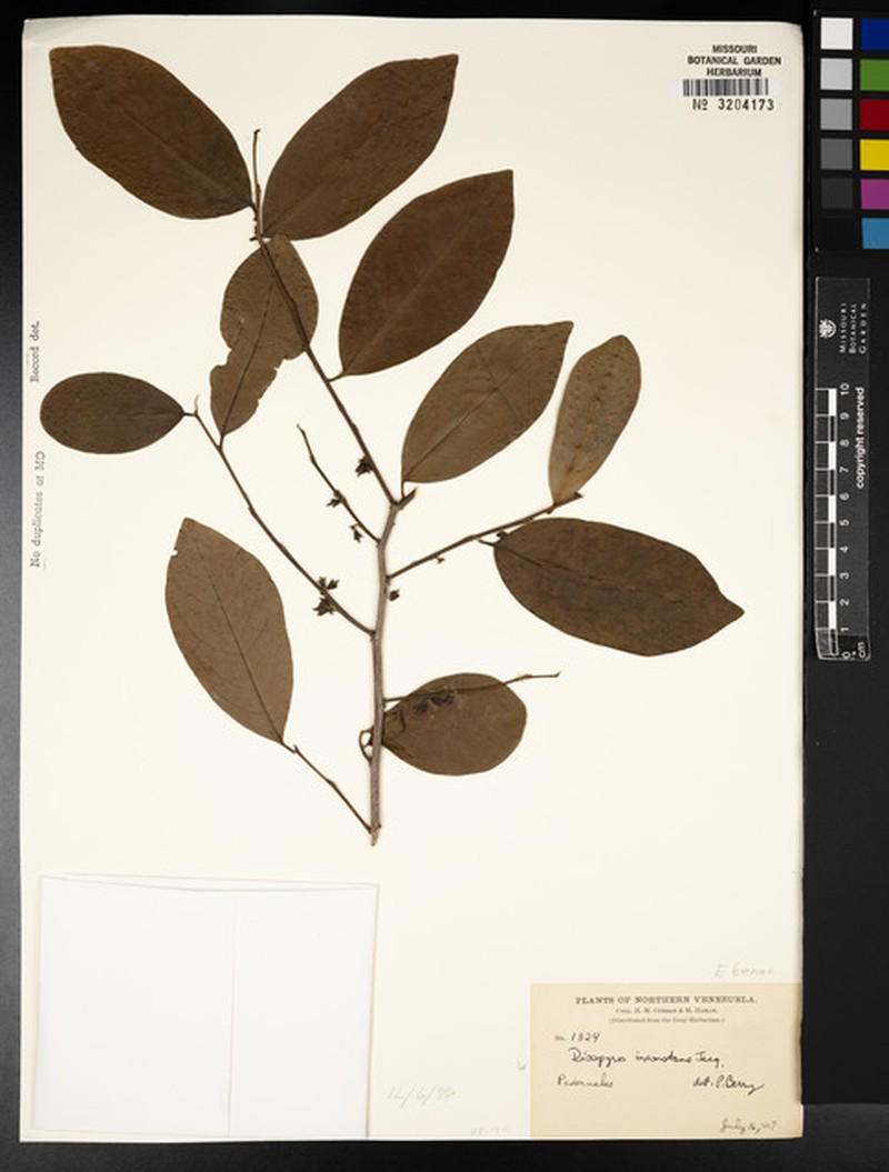 Diospyros inconstans subsp. inconstans photo 5