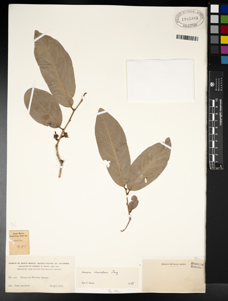 Diospyros inconstans subsp. inconstans photo 6