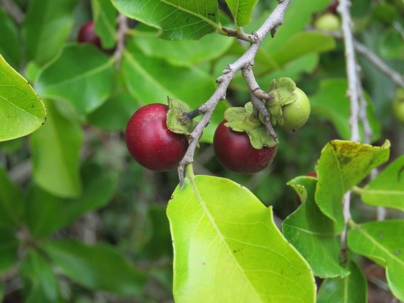 Diospyros inconstans subsp. obovata