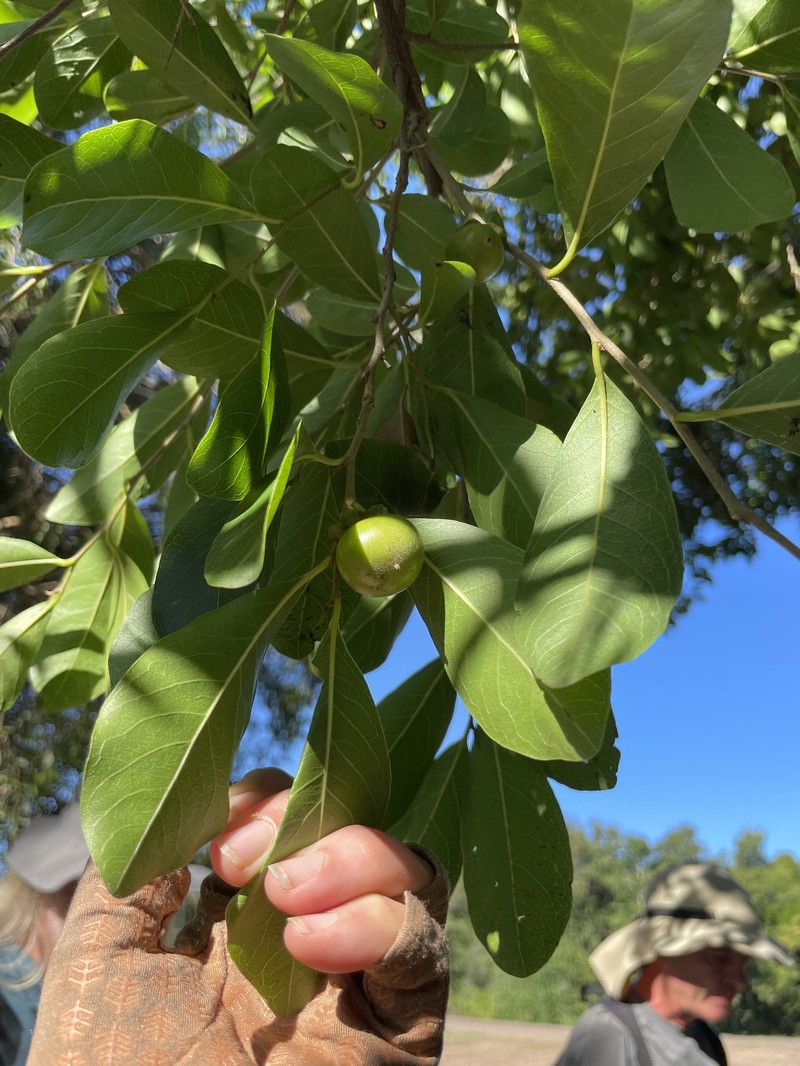 Diospyros inconstans subsp. obovata photo 2