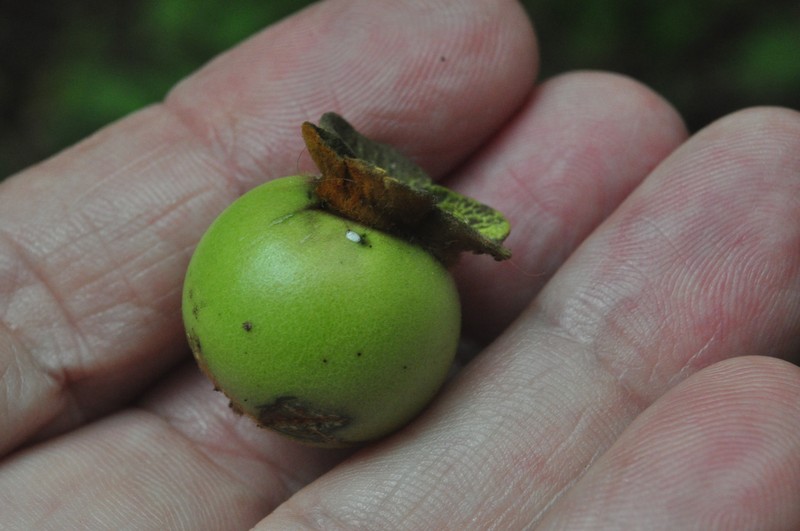 Diospyros inconstans subsp. obovata photo 4