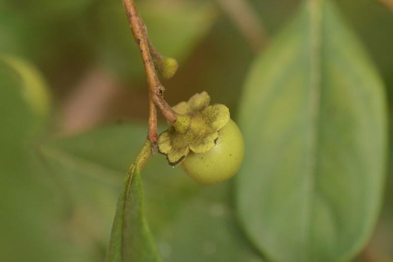 Diospyros inconstans subsp. obovata photo 5