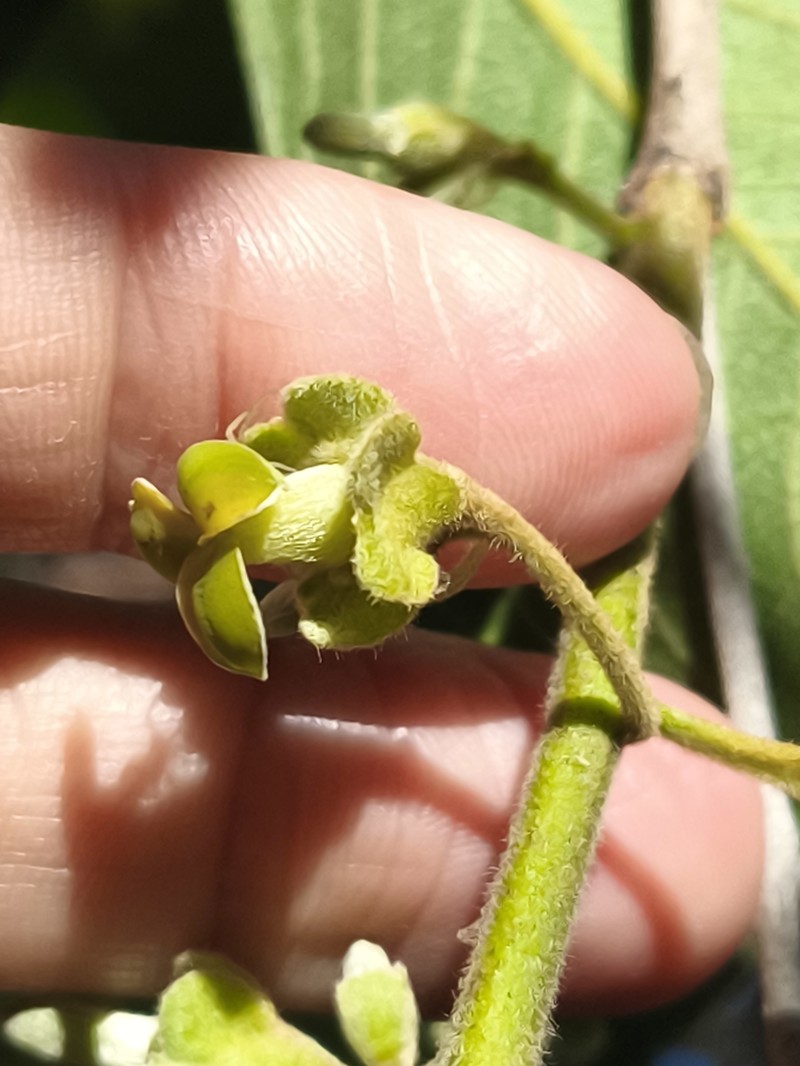 Diospyros inconstans subsp. obovata photo 6