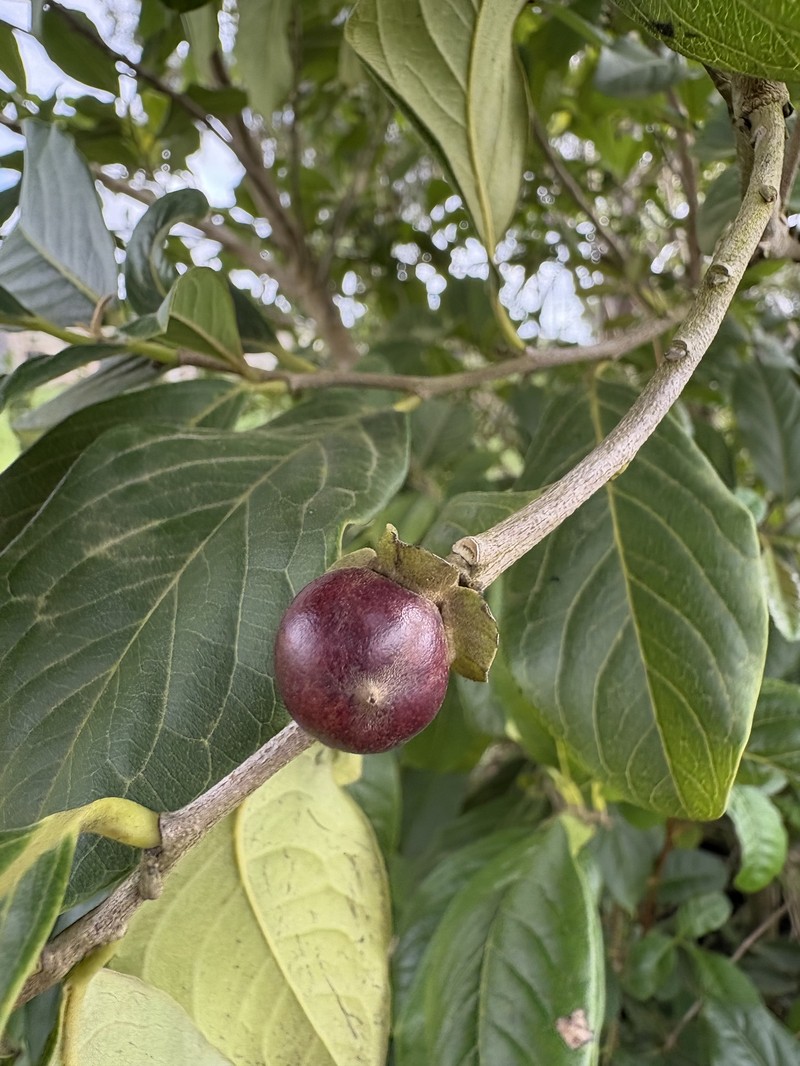 Diospyros inconstans subsp. obovata photo 7