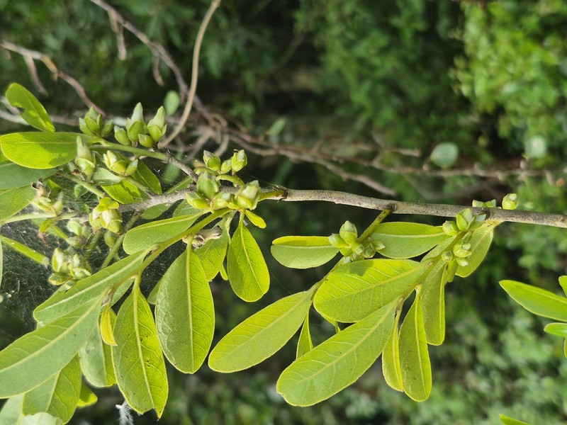 Diospyros inconstans subsp. obovata photo 8