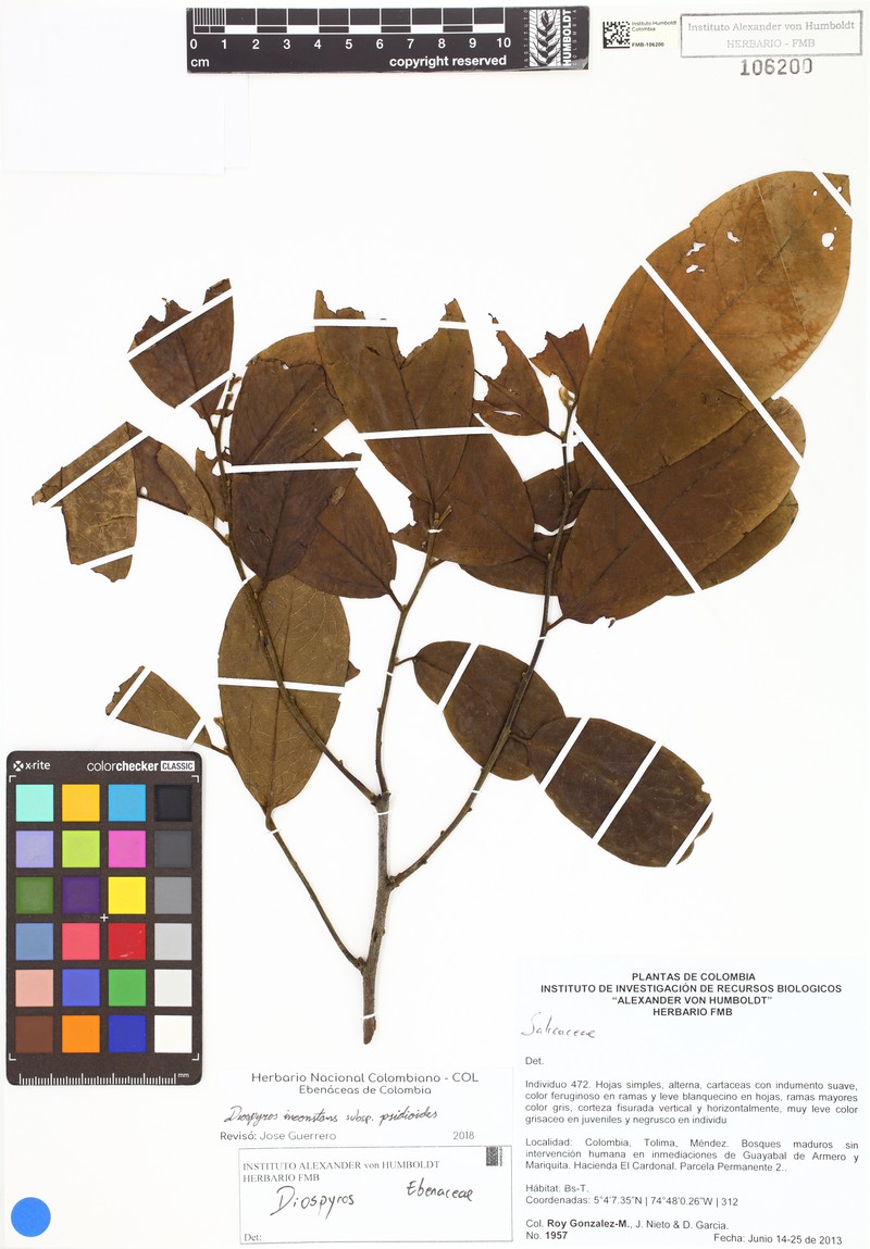 Diospyros inconstans subsp. psidioides