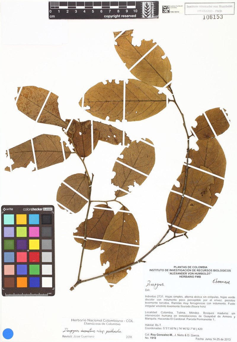 Diospyros inconstans subsp. psidioides photo 2