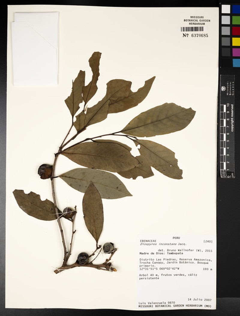 Diospyros inconstans subsp. psidioides photo 3