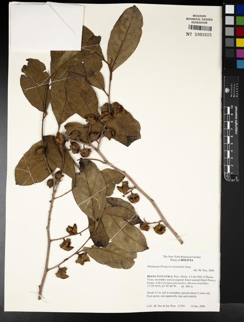 Diospyros inconstans subsp. psidioides photo 4