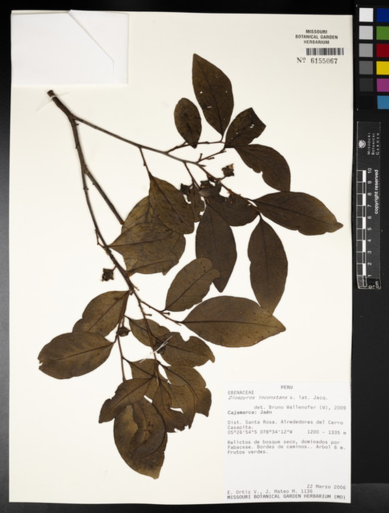 Diospyros inconstans subsp. psidioides photo 5