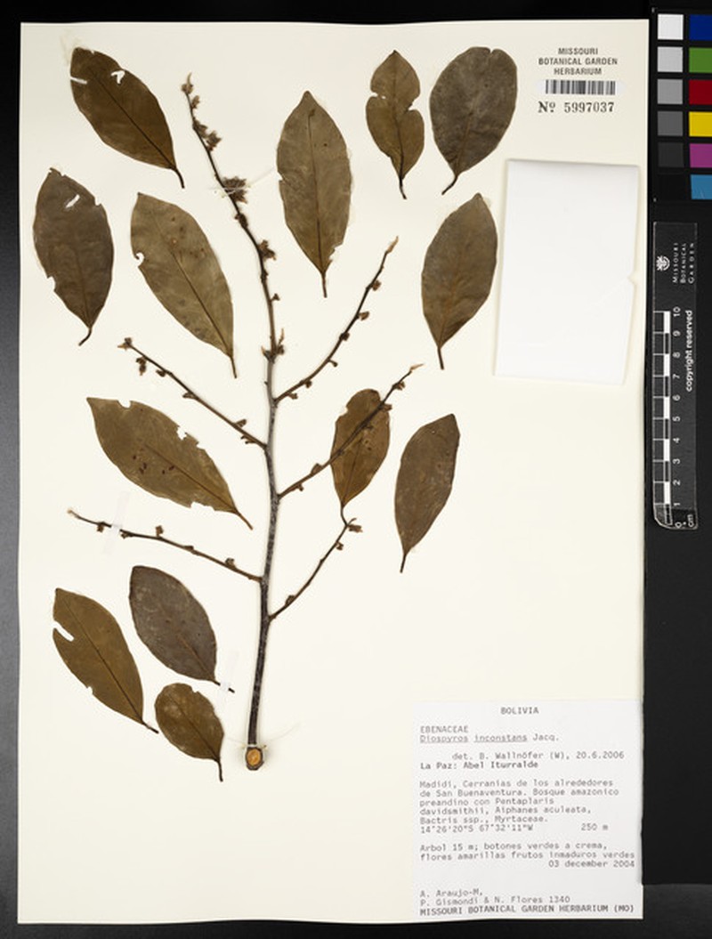 Diospyros inconstans subsp. psidioides photo 6