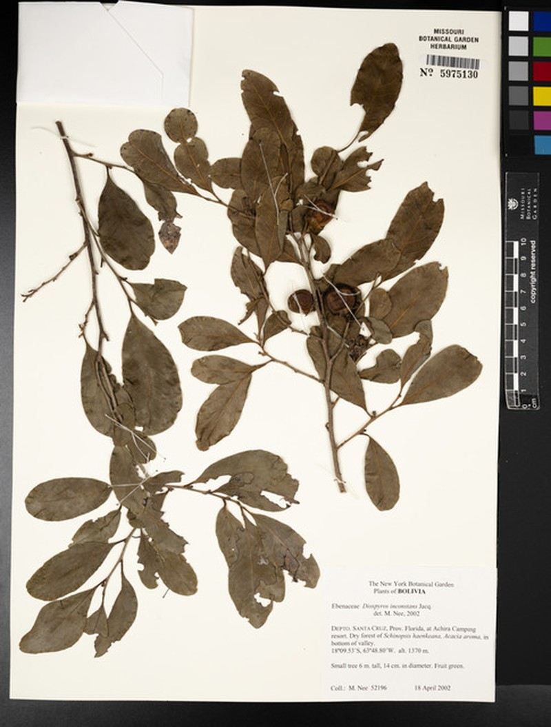 Diospyros inconstans subsp. psidioides photo 7