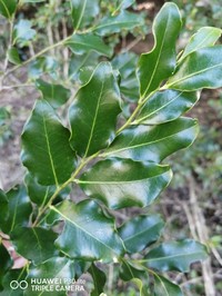 Diospyros inhacaensis