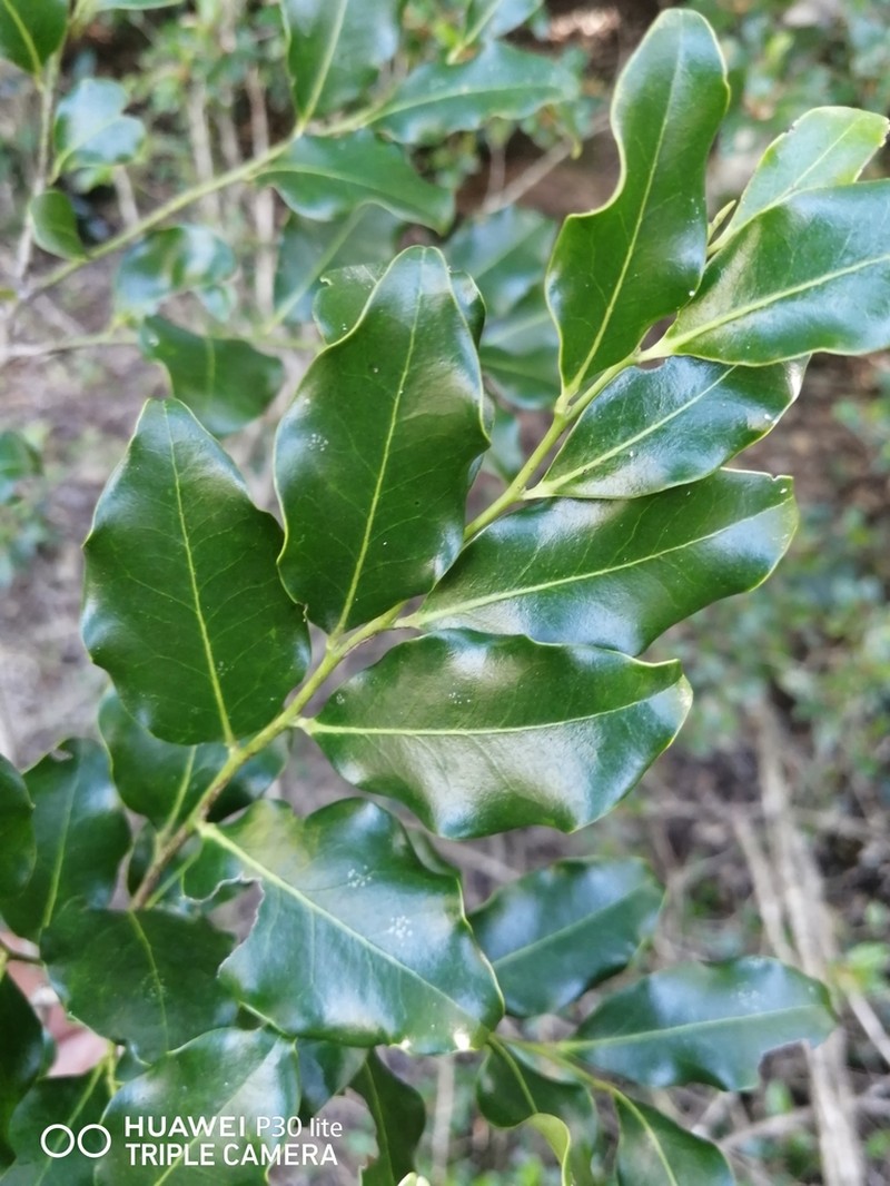 Diospyros inhacaensis