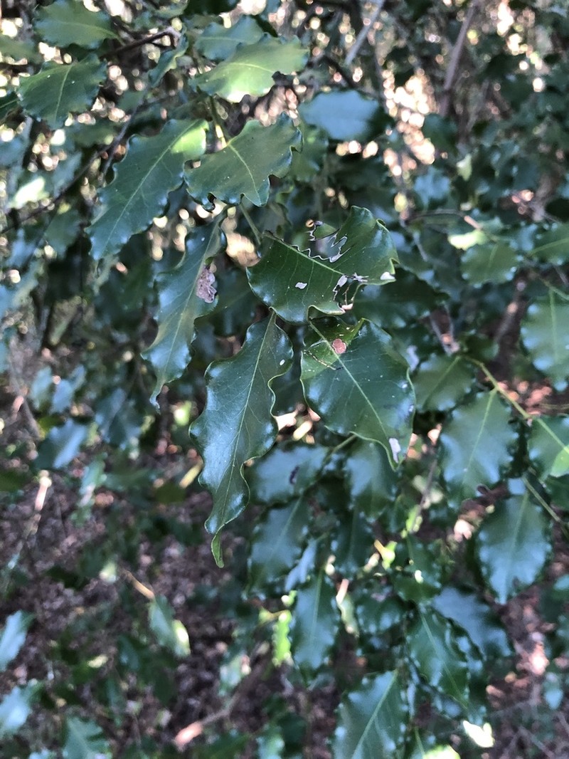 Diospyros inhacaensis photo 2