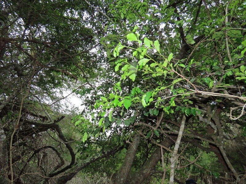 Diospyros inhacaensis photo 3