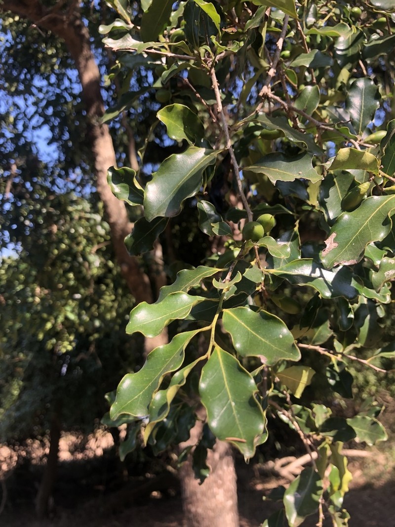 Diospyros inhacaensis photo 4