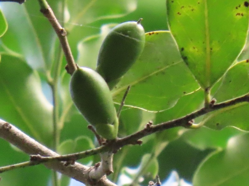 Diospyros inhacaensis photo 5