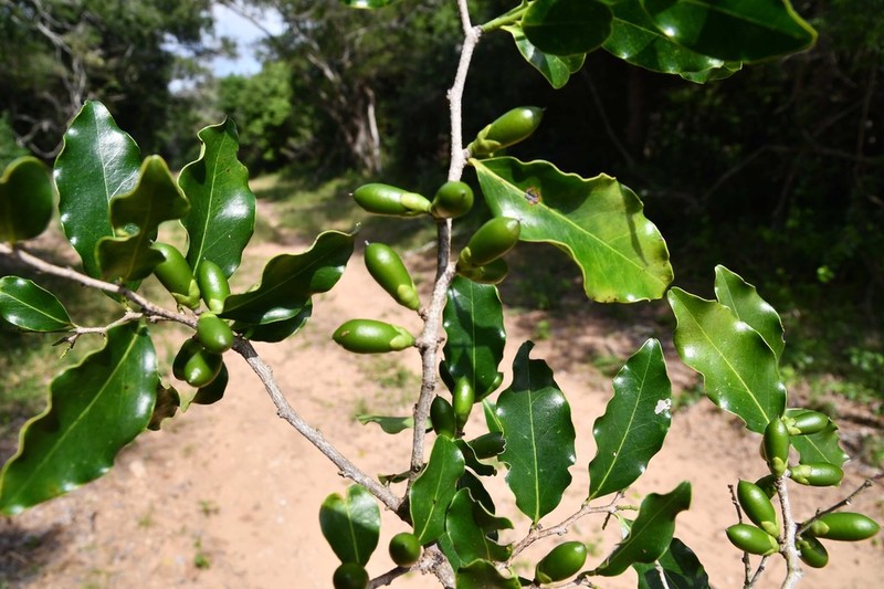 Diospyros inhacaensis photo 6
