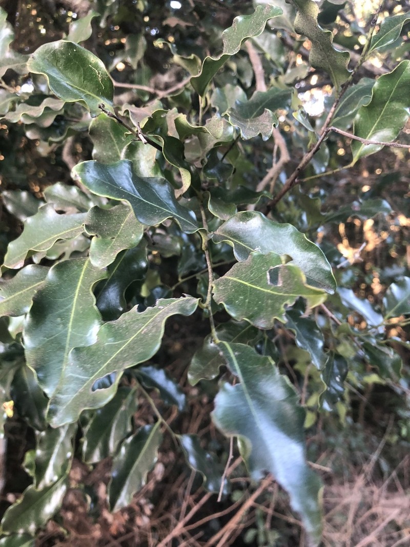 Diospyros inhacaensis photo 7