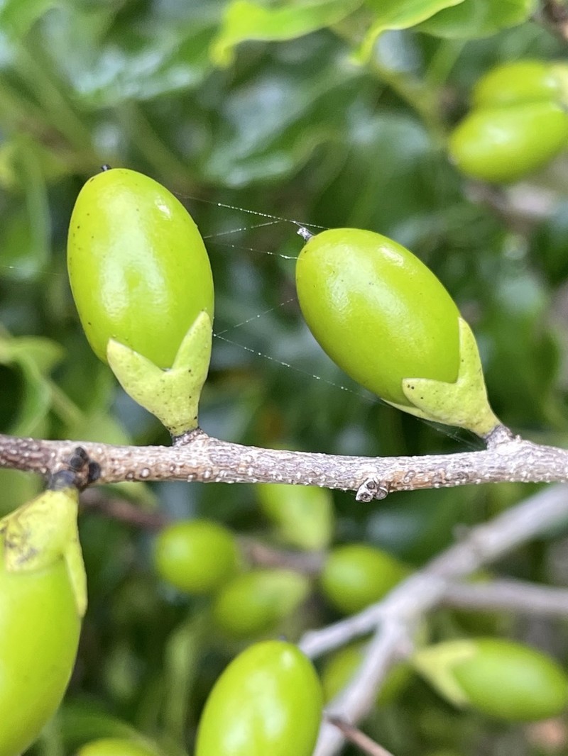 Diospyros inhacaensis photo 8