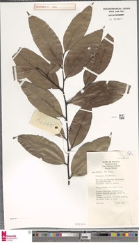 Diospyros insidiosa