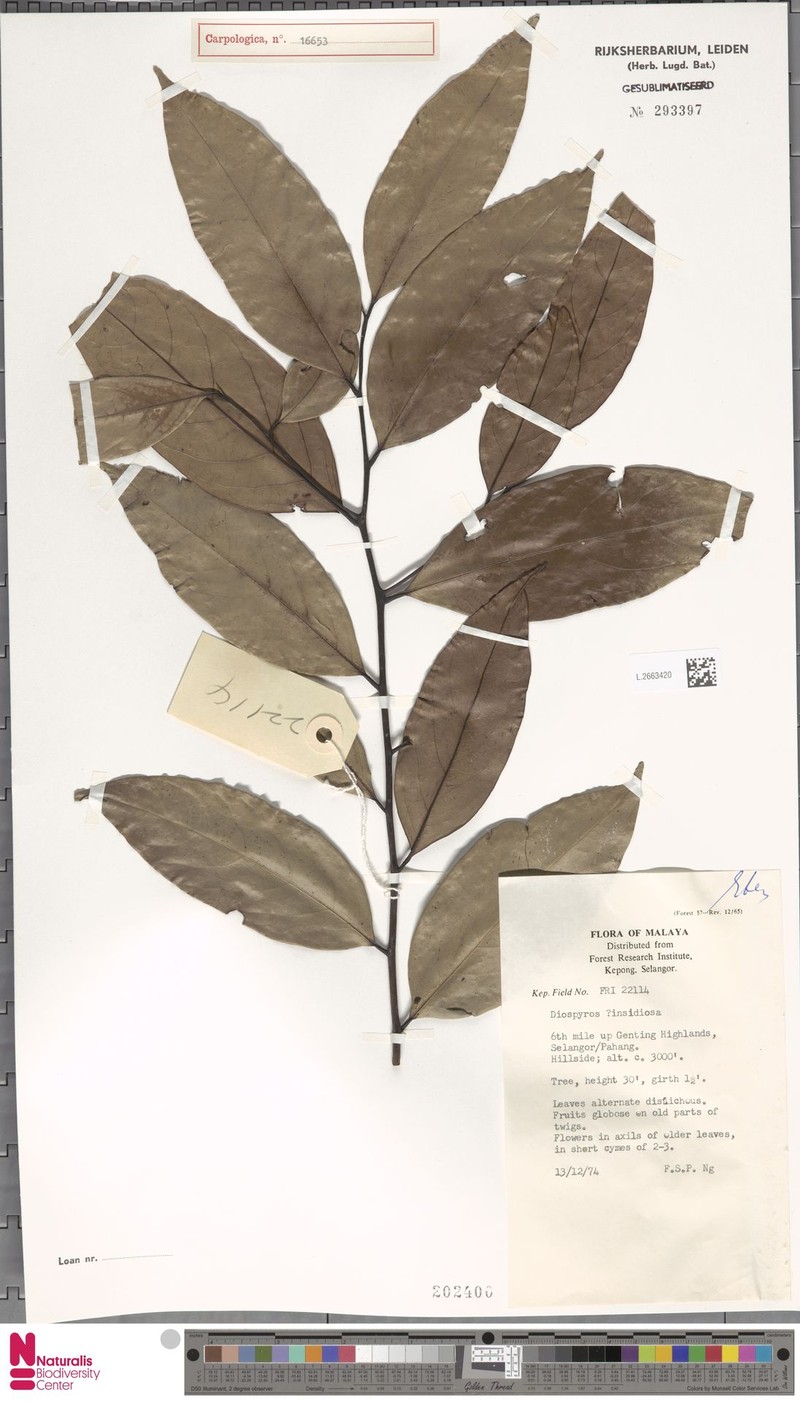 Diospyros insidiosa