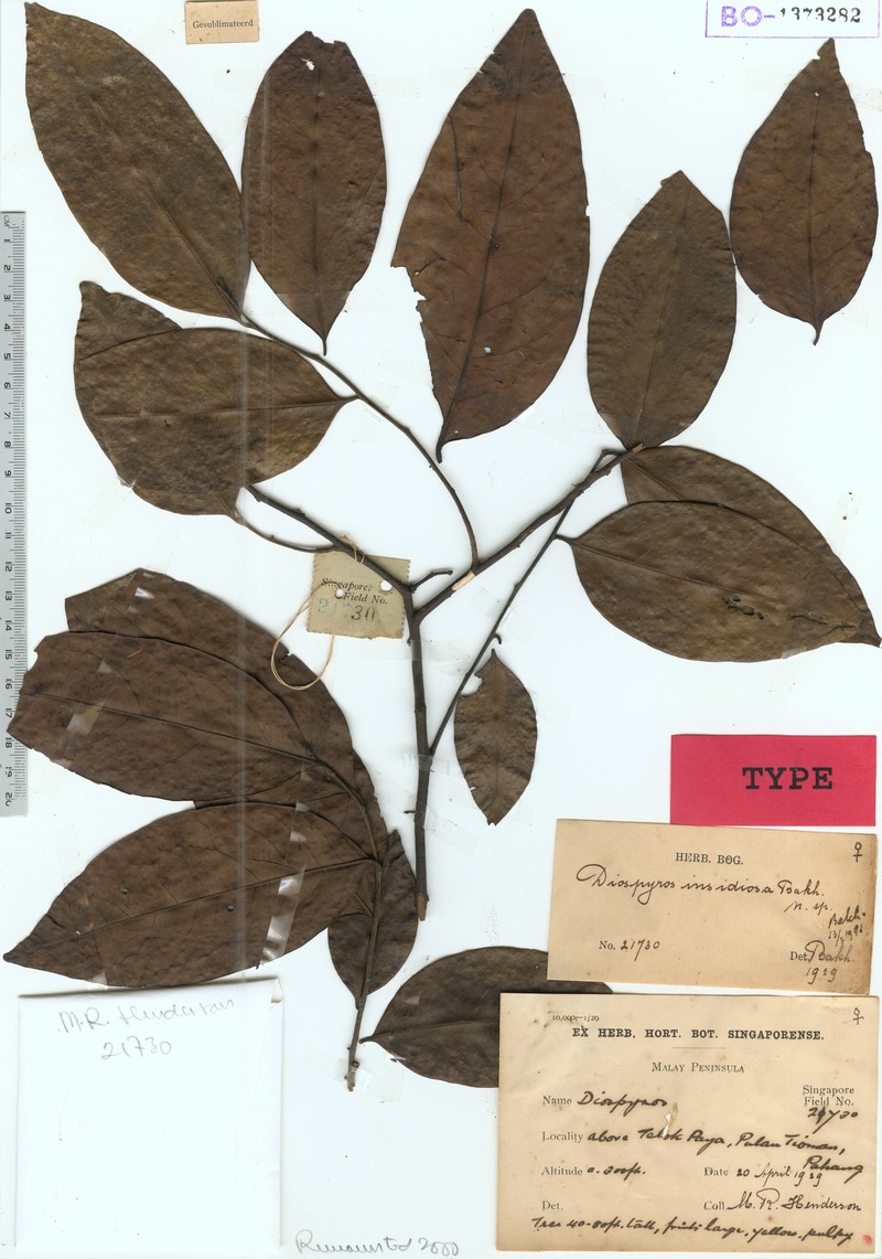 Diospyros insidiosa photo 2