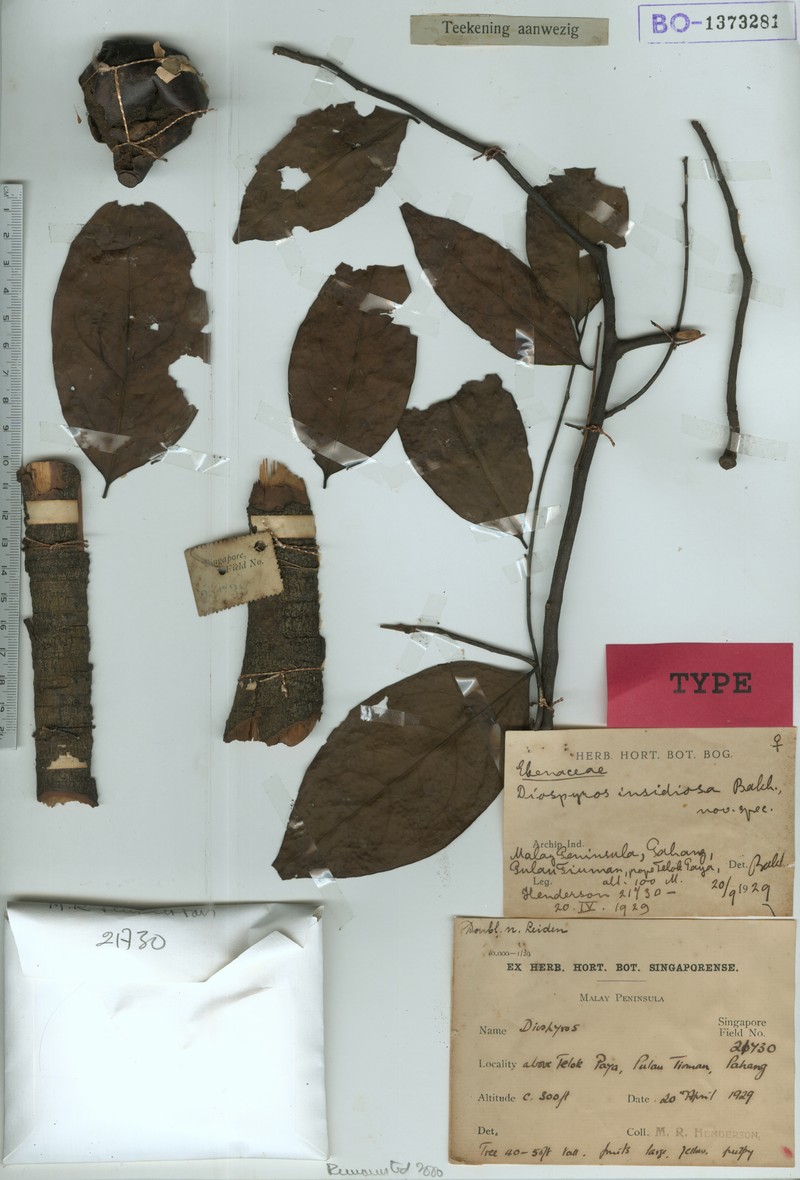 Diospyros insidiosa photo 3