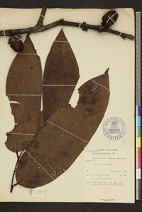 Diospyros insignis