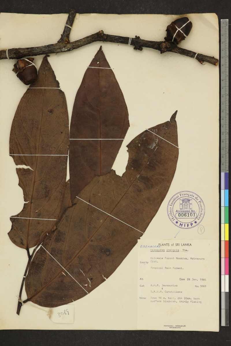 Diospyros insignis