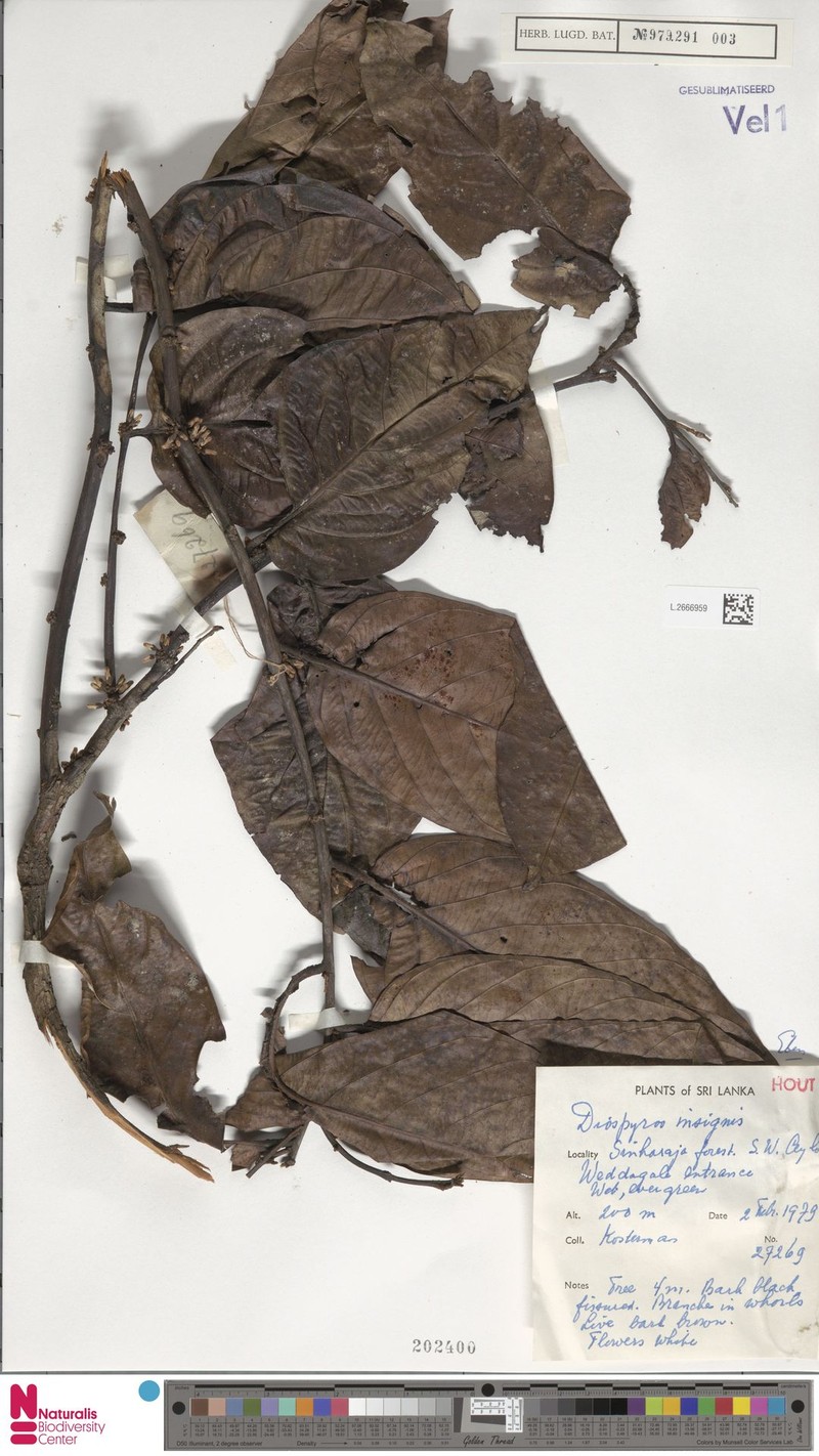 Diospyros insignis photo 2