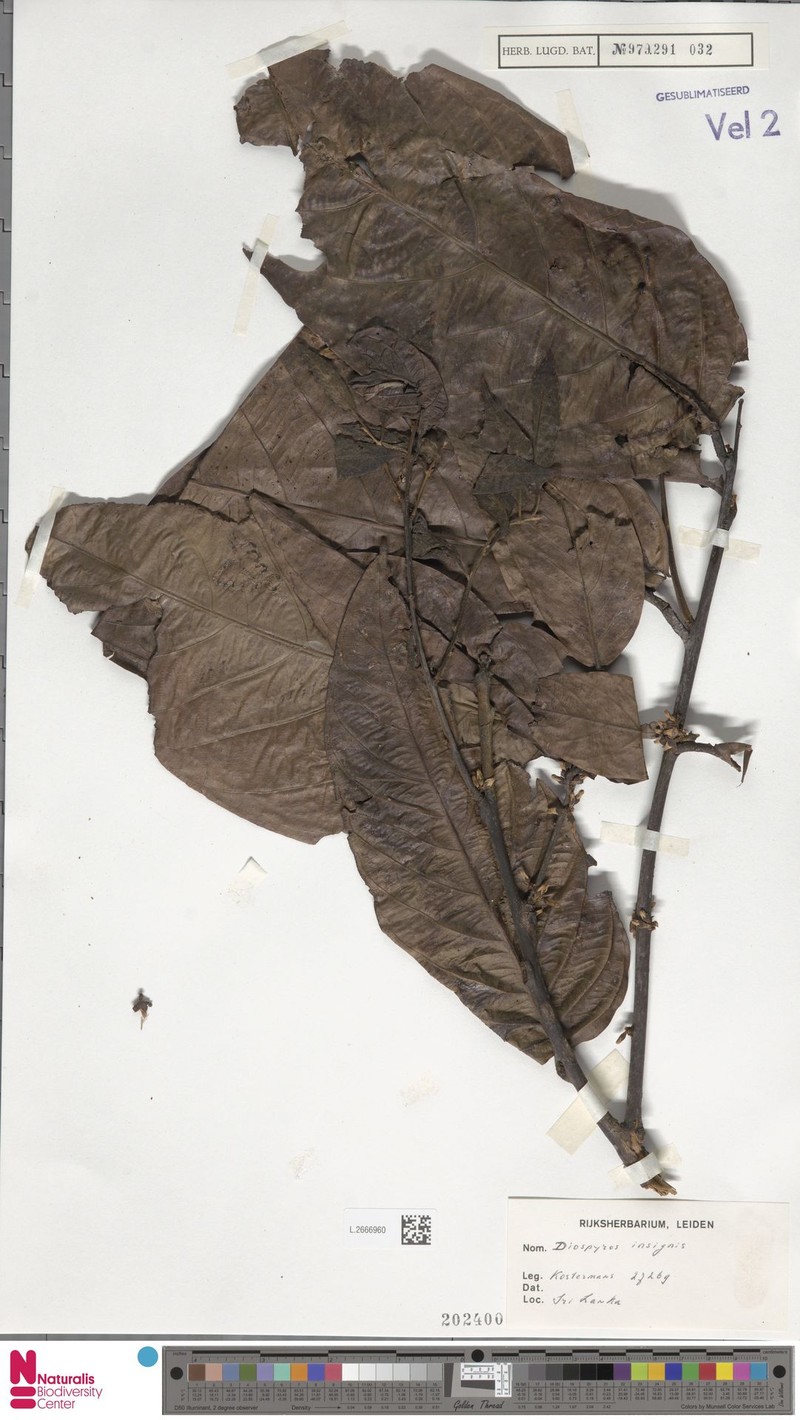 Diospyros insignis photo 3