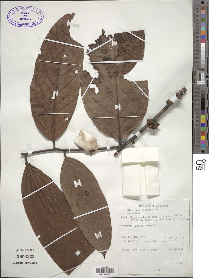 Diospyros insignis photo 4