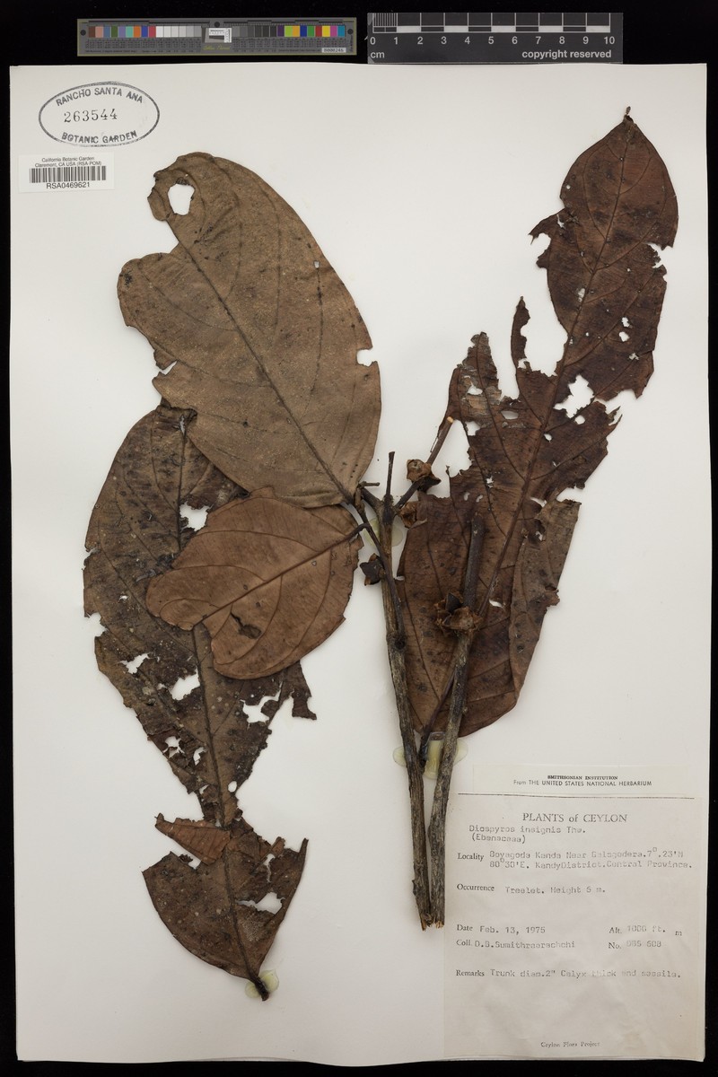 Diospyros insignis photo 5