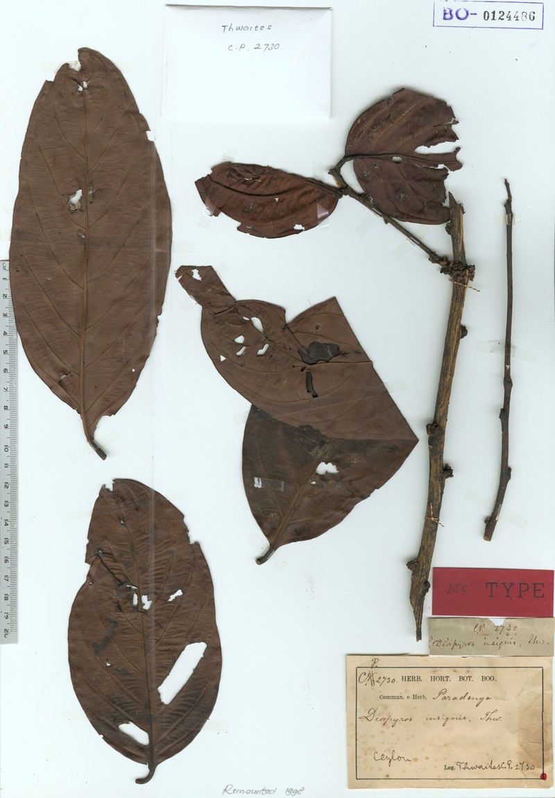 Diospyros insignis photo 6