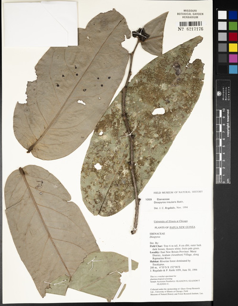 Diospyros insularis