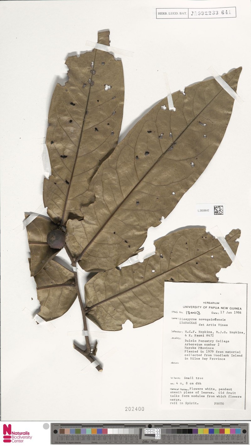 Diospyros insularis photo 2