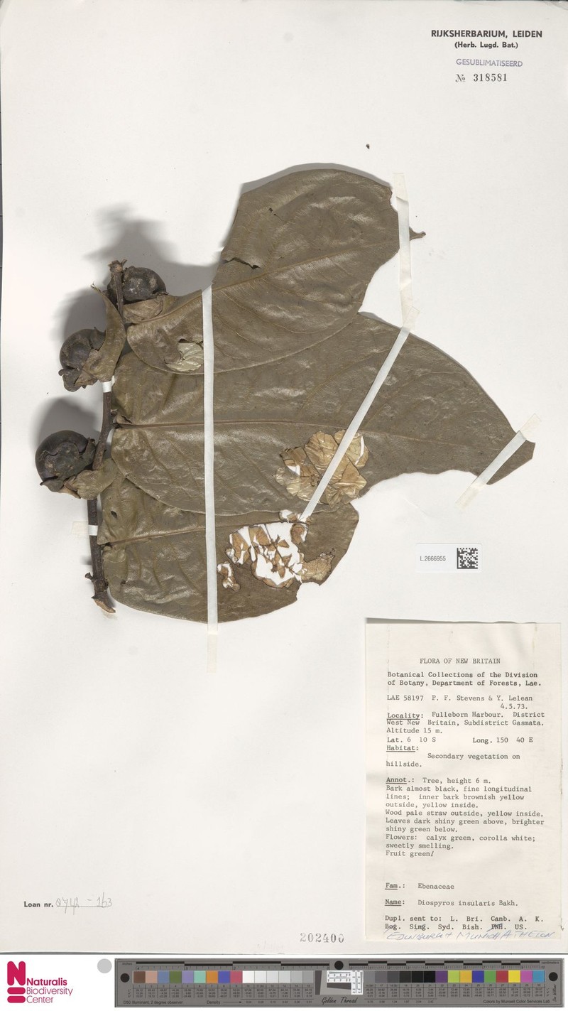 Diospyros insularis photo 3
