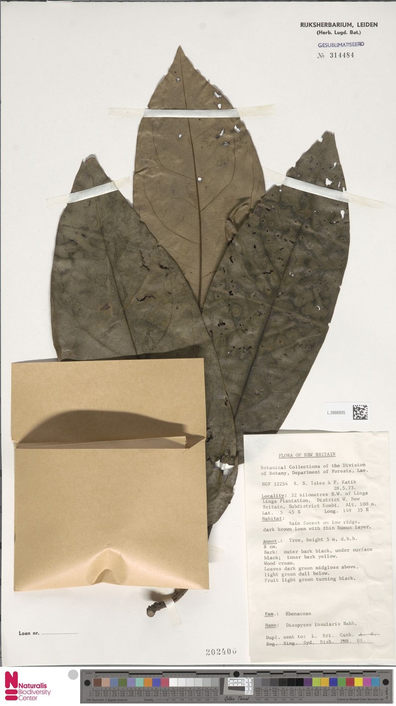 Diospyros insularis photo 4