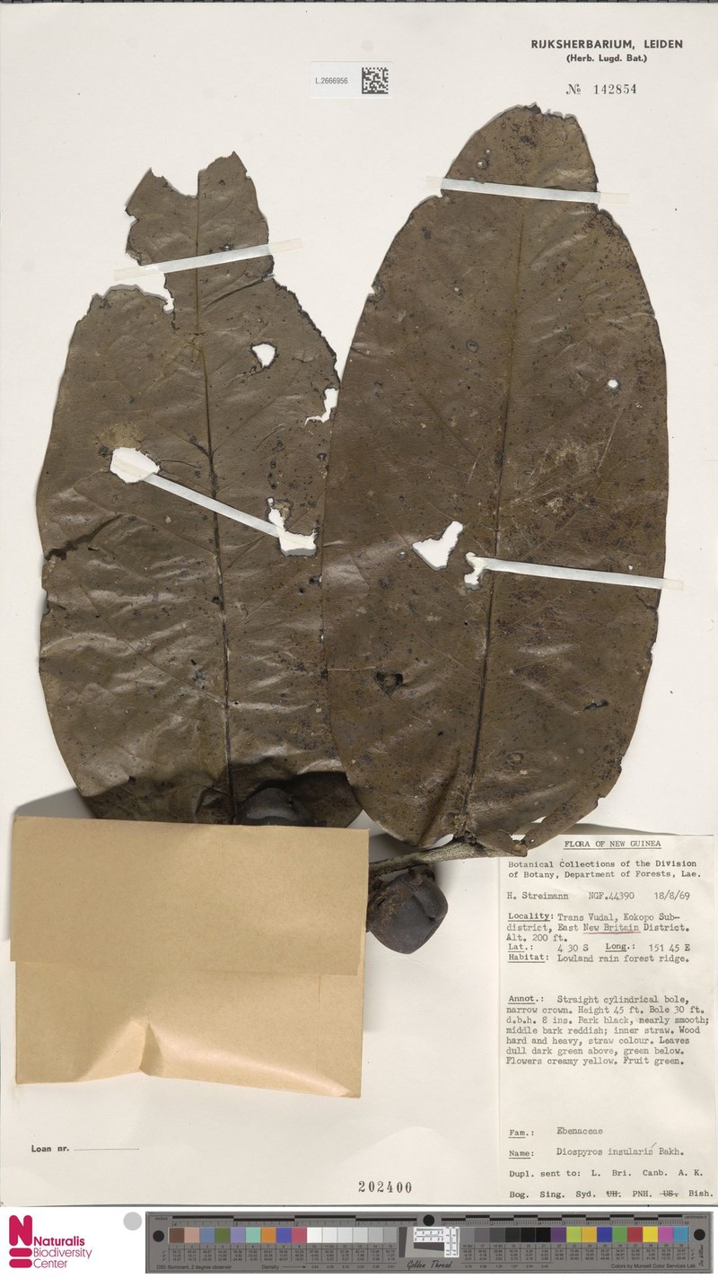 Diospyros insularis photo 5