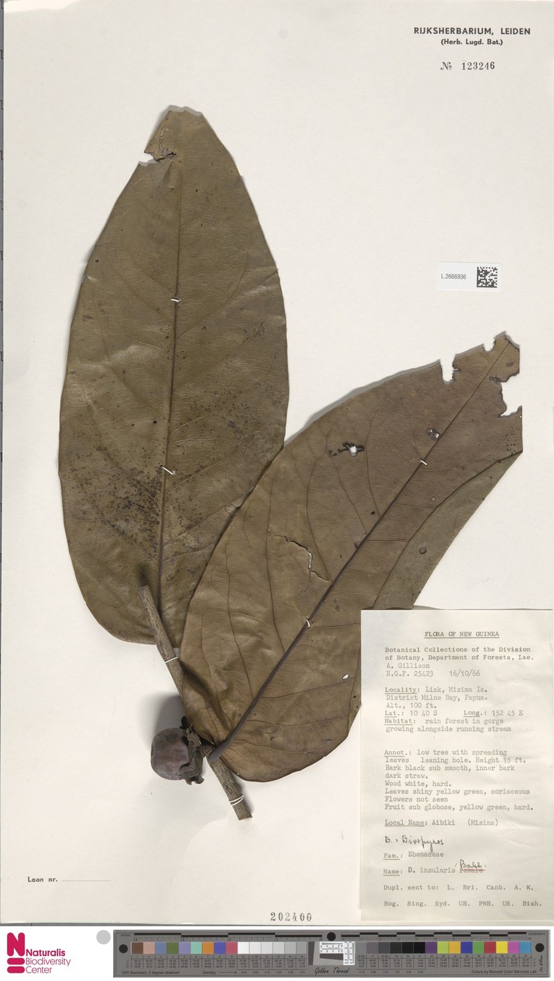 Diospyros insularis photo 8