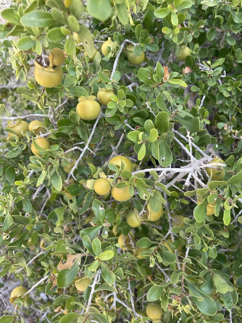 Diospyros intricata