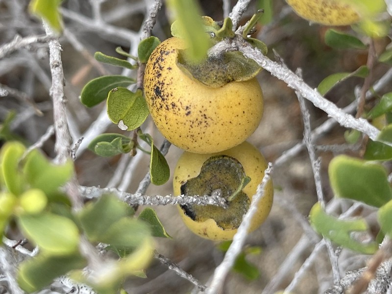 Diospyros intricata photo 2