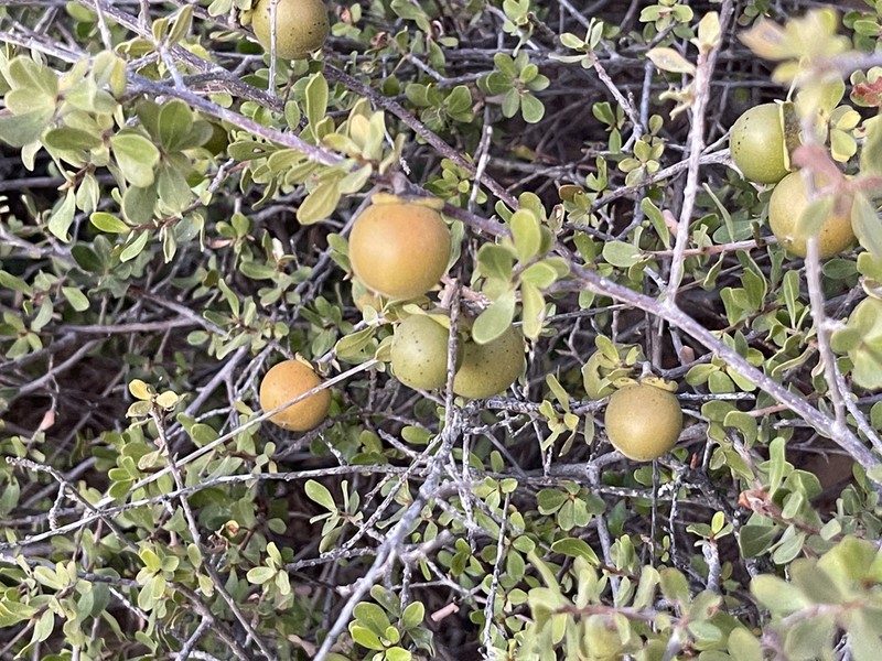 Diospyros intricata photo 3