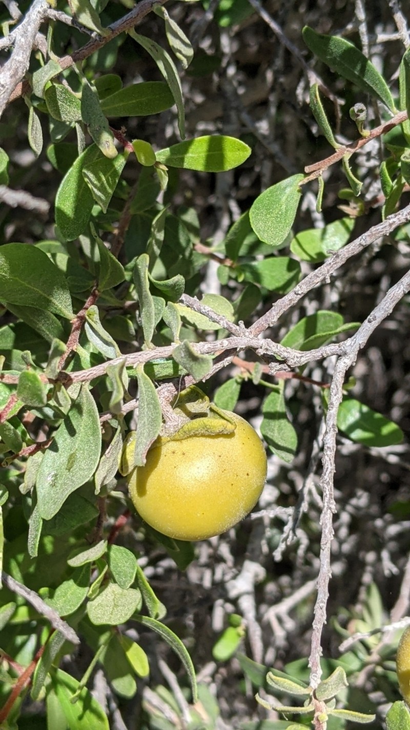 Diospyros intricata photo 4