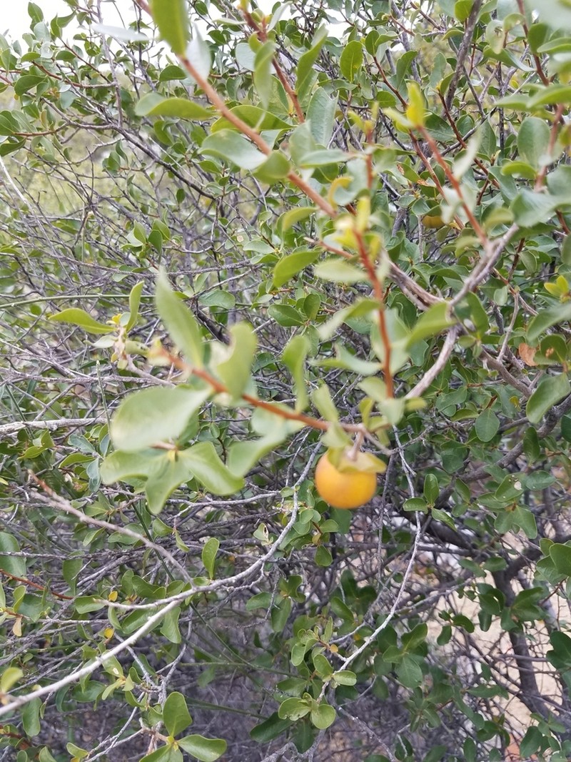 Diospyros intricata photo 5