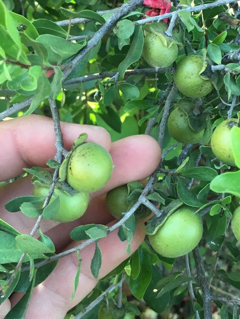 Diospyros intricata photo 6