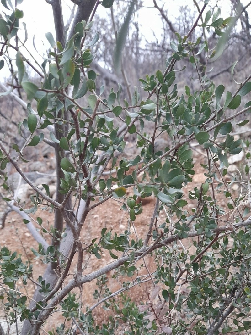 Diospyros intricata photo 7